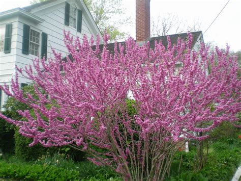 Surely it is different with small flowers on pot, because flowering last option of flowering bushes is hydrangea. Jarvis House: Spring Flowering Trees and Shrubs in the ...