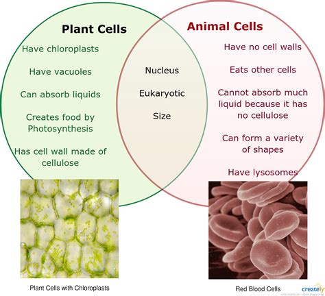 Venn Diagram Labeled Diagram Of Plant Cell And Animal Cell Png