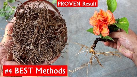 See The 4 Best Methods To Grow Hibiscus From Cuttings Youtube