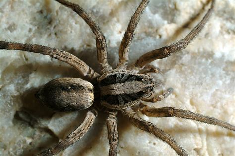 Spiders Atlus Pest Solutions