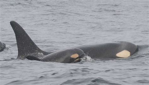 Baby Boom Third Orca Calf In 3 Months Born To Endangered Population