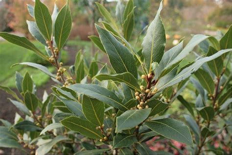 Bay Laurel How To Grow Care And Propagate Bay Tree