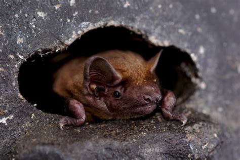 Fruit Bats Are Reforesting African Woodlands Max Planck Gesellschaft