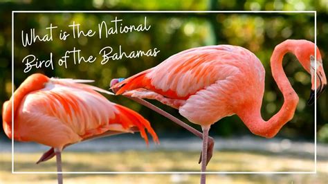 What Is The National Bird Of The Bahamas Bahamas Information Guide