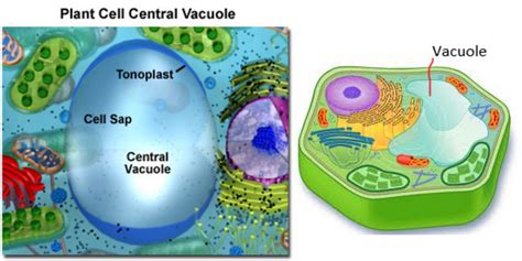 Vacuole In Plant Cell