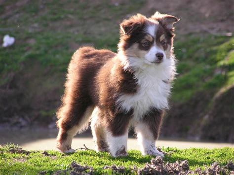 71 Most Cute Australian Shepherd Puppies Pictures And Photos