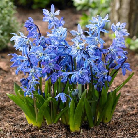 The intense blue and purple blooms of lobelia make it one of the most popular annual flowers. Scilla Siberica