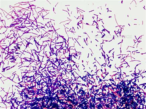 Science Source Gram Positive Bacteria Bacilli