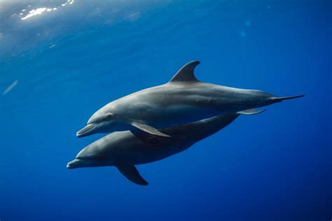 Common Bottlenose Dolphin The Marine Mammal Center