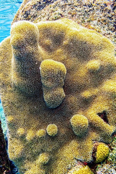 Pillar Coral Photograph By Perla Copernik Fine Art America