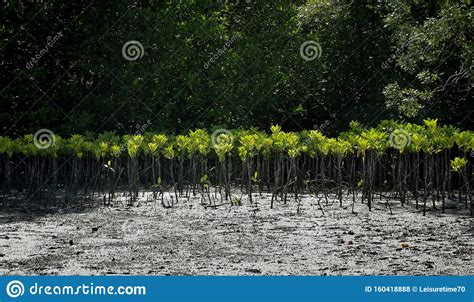 Mangrove Trees Are Planted To Prevent Coastal Erosion Stock Photo