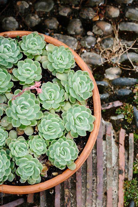 Succulent Plants Growing In A Pot On A Cobbled Path In A Garden Del