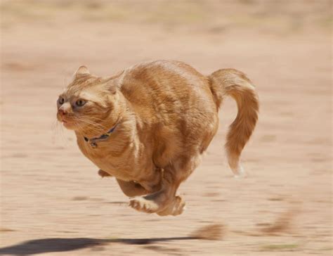 An Orange Cat Is Running On The Sand