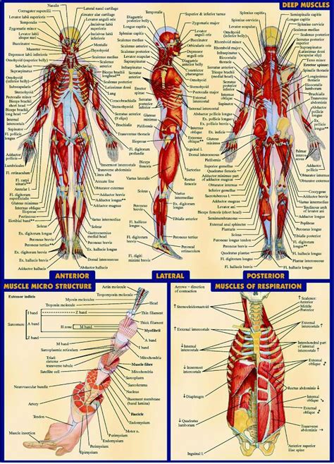 Download files and build them with your 3d printer, laser cutter, or cnc. Free shipping,Human Body Anatomical Chart Muscular System ...