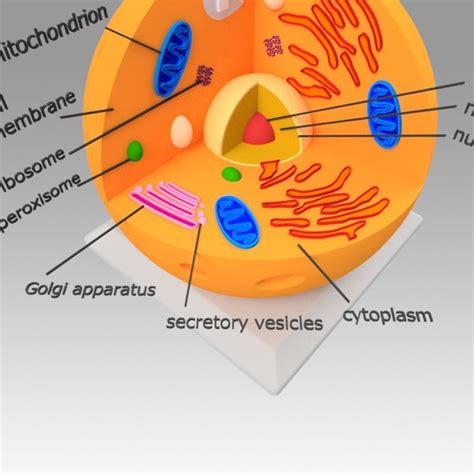 Animal Cell Cgtrader