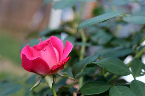 Rose Bush Garden Spell for Love - Moody Moons