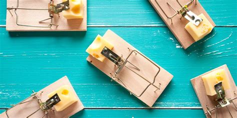 Maybe you would like to learn more about one of these? How to Get Rid of Mice In Your House - 8 Best Ways to Keep ...