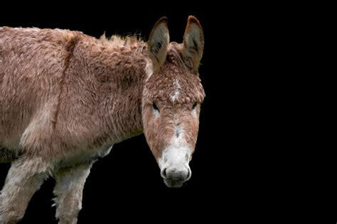 Donkey Beast Of Burden Equidae Free Stock Photo Public Domain Pictures