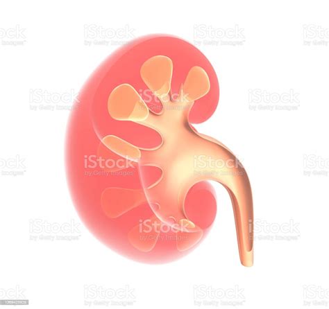 3d Illustration Of The Human Kidney Anatomy Stock Photo Download