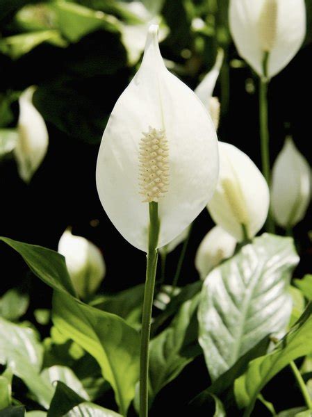 Unfortunately, peace lily and cats are a bad combination, as peace lily is indeed toxic to cats (and dogs, too). Are Peace Lily Plants Safe for Dogs? | Dog Care - Daily Puppy