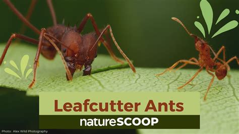 Leafcutter Ants Farmers Of The Insect World Youtube