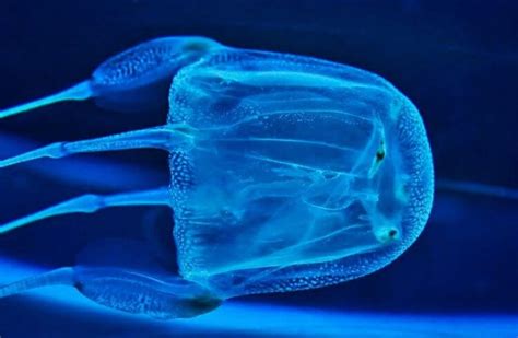 Самые опасные медузы в мире их яд лишает жизни за 5 минут Hi