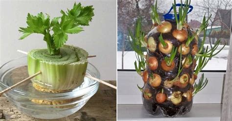 20 Vegetables And Herbs You Can Grow Indoors From Scraps