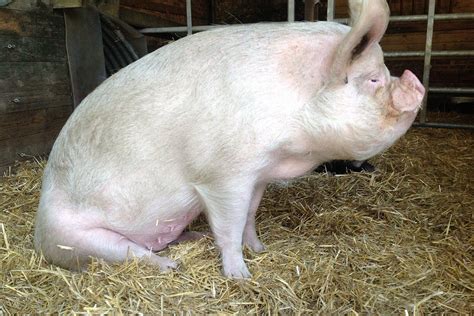 Large White Pig Profile Characteristics Facts Lifespan Diet