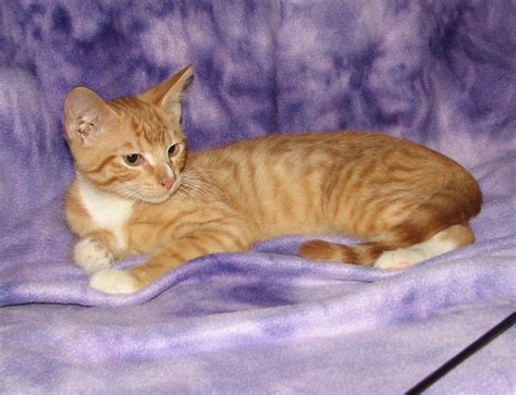 Tanaki Red Tabby Male Adopted Cat And Kitten Adoption