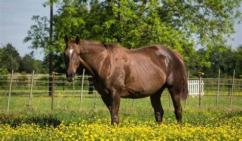13 Ways To Tell If A Horse Is Pregnant Helpful Horse Hints