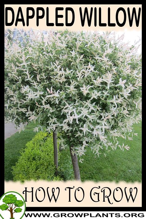 Dappled Willow How To Grow And Care