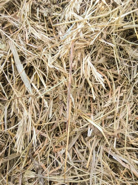 The Texture Of Hay A Stack Of Dry Grass Stock Photo Image Of Closeup
