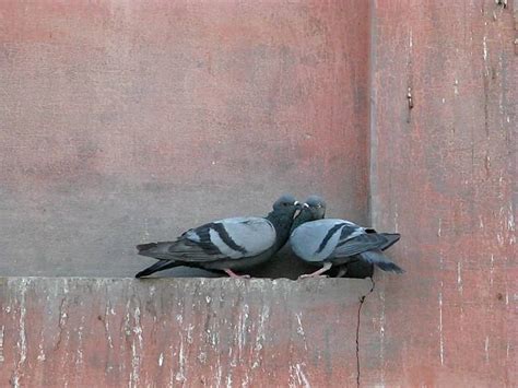 Courtship Behavior Rock Pigeon Youtube