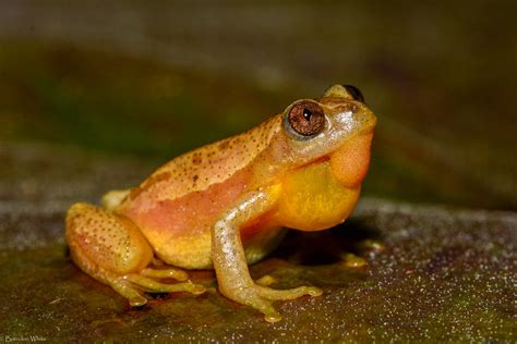 Knysna Leaf Folding Frog Afrixalus Knysnae Calling Into Flickr