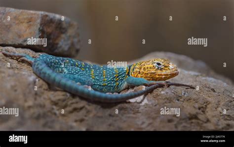 Common Collared Lizard Stock Photo Alamy