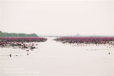 Red Lotus Lake Tambon Chiang Haeo Thailand Atlas Obscura