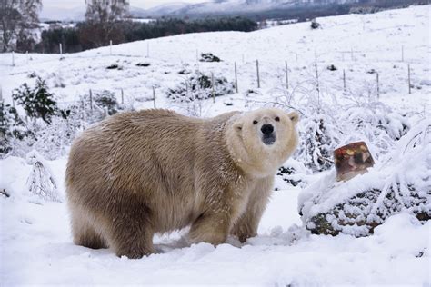 First Polar Bear In Uk For 25 Years Born At Highland Wildlife Park