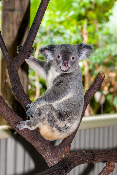 Koala Sitting On A Branch Stock Photo Image Of Cute