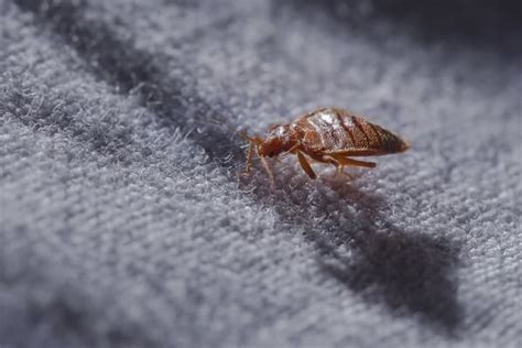 Can Bed Bugs Lay Dormant In Furniture Furniture Walls