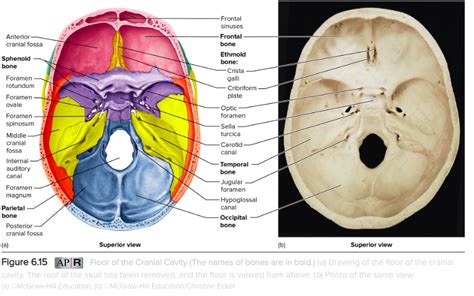 Cranial Cavity Structure