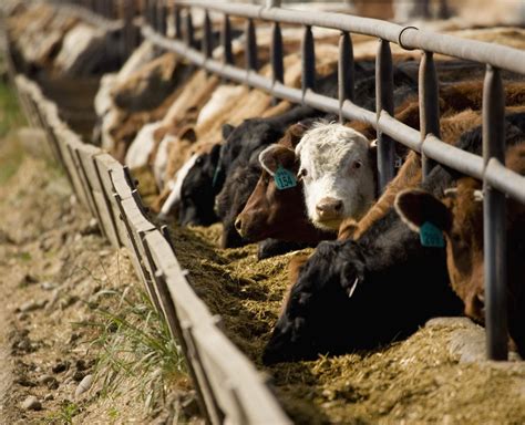 Factory Farming And Animal Life Cycles Foodprint