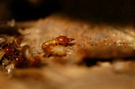 為什麼家裡有白蟻跡象？白蟻出現代表什麼？吸引白蟻入侵的3大原因！