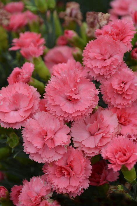 How To Grow Dianthus Pinks Sweet William And Carnations
