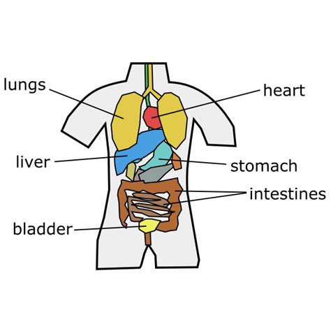 Internal Organs Chart Free Svg