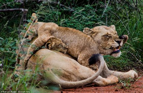 Lioness Pictured Teaching Her Cubs Not To Muck About With Cheeky Bite