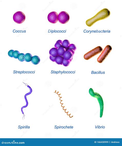 Bacteria In Microbiology Shapes Structure And Diagram Images And