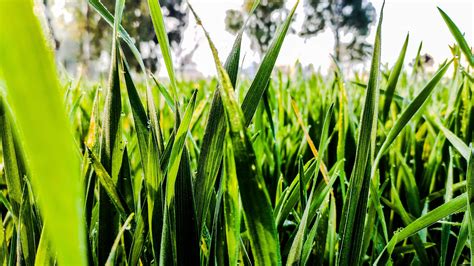 Green Grass Leaves Pixahive