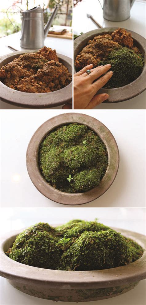 Explore a wide range of the best moss planter on aliexpress to find one that suits you! Make Your Own Moss Garden | Little Green Dot | Moss garden ...