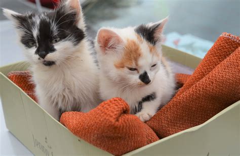Kotki na kolorowankach do wydrukowania. Dwie małe kotki do adopcji - Aktualności - Gmina Leśniowice