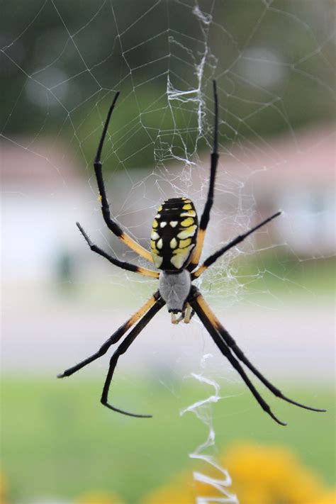 Orb Weaver Garden Spider Makes A Zipper Like Web Said To Be The